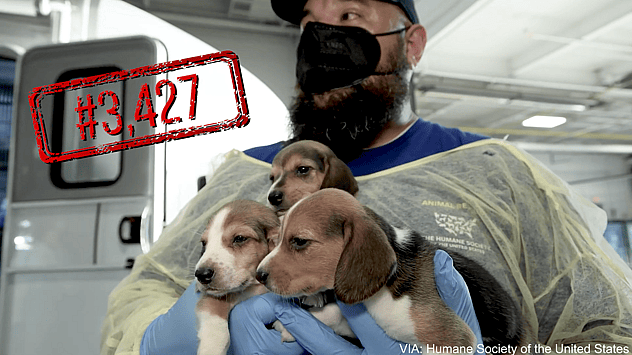 Beagles Who Spent Entire Life in Testing Lab