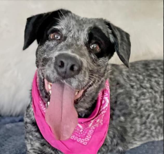 After 1000 Days in the Shelter, This 3-Legged Dog’s Sweet Hugs Are Still Waiting for the Right Family