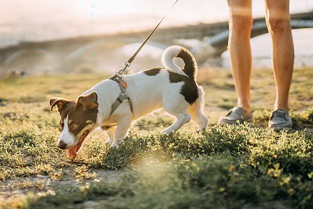 How Long Can Dogs Hold Their Pee