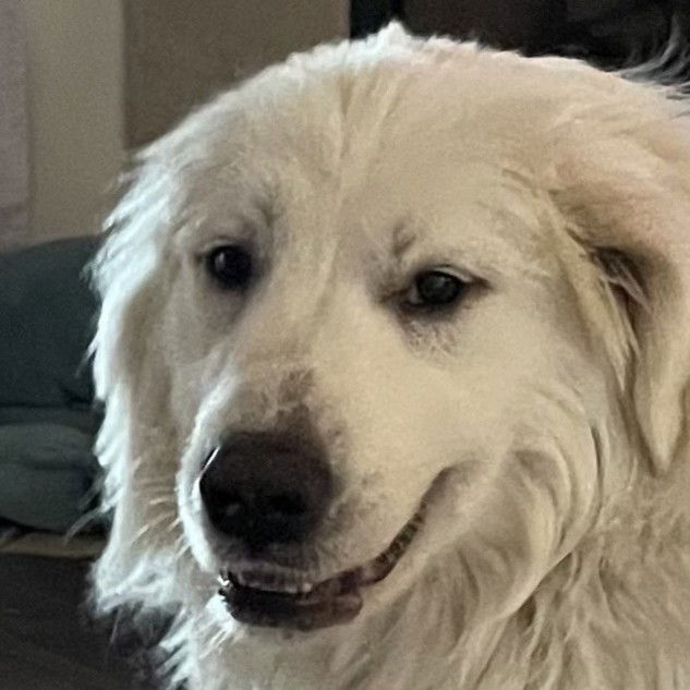 Bodie - Great Pyrenees