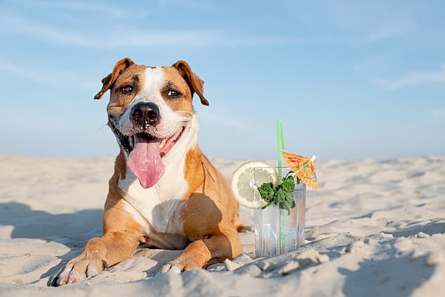 a pitbull at beach