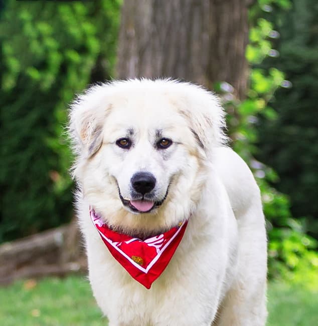 Winnie - Great Pyrenees