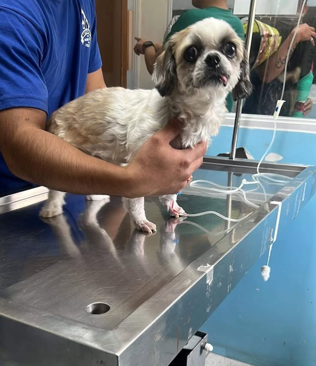 Pyometra in Dogs
