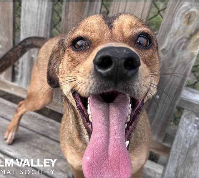 Shelter Dog 'Sits Like a Good Boy' for 400 Days Straight to Get Noticed By Potential Adopters