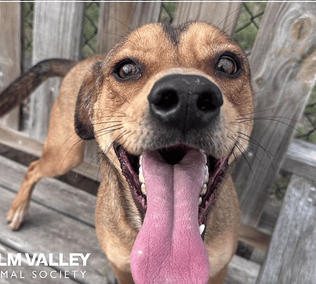 Shelter Dog 'Sits Like a Good Boy' for 400 Days Straight to Get Noticed By Potential Adopters