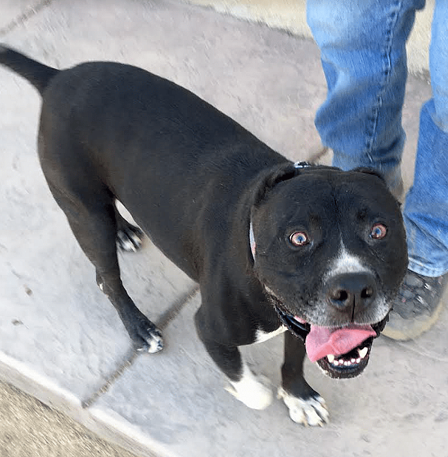 Senior Dog Has Spent Over 10 Years Looking for a Forever Family, Desperate for Happy Ending 