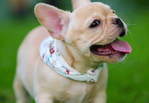 A frenchie