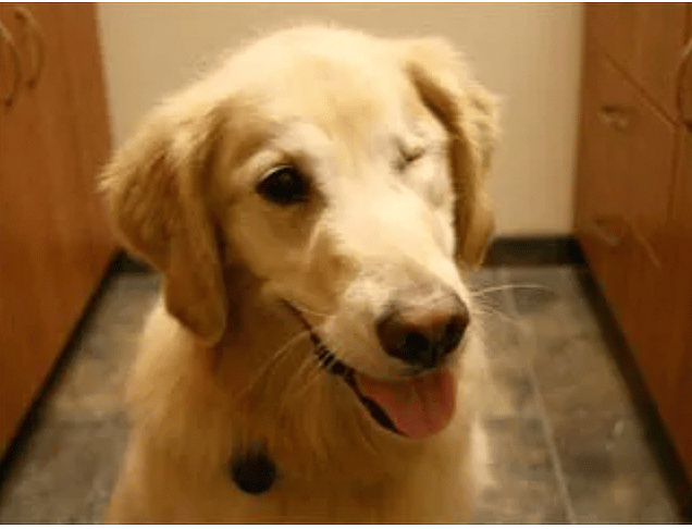 Golden Retriever’s Lifespan