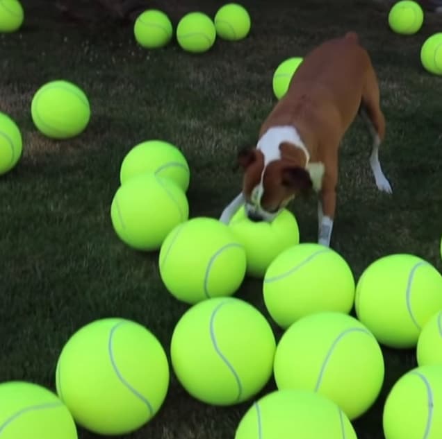 Man fills yard with 100 giant balls to celebrate his Boxer''s cancer-free victory