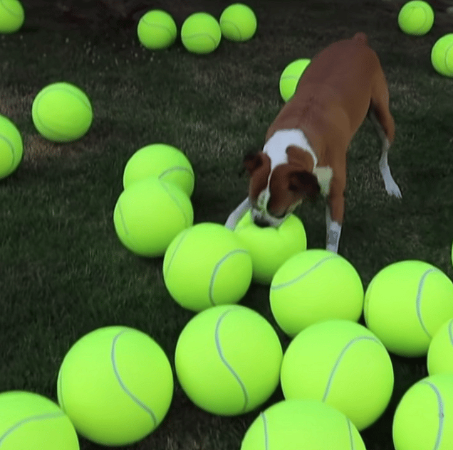 Man fills yard with 100 giant balls to celebrate his Boxer''s cancer-free victory