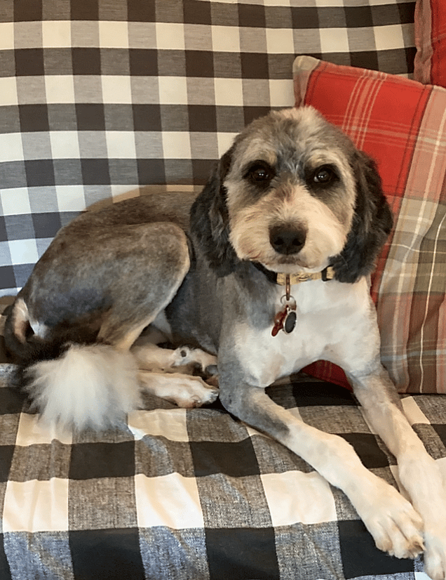 Dog Rescue: Puppy Mill Mama Abandoned After Pups Were Stillborn, Finds Solace Thanks To Loving Family