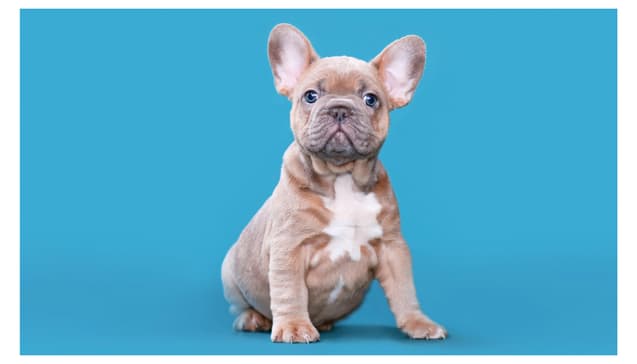 blue sawn frenchie