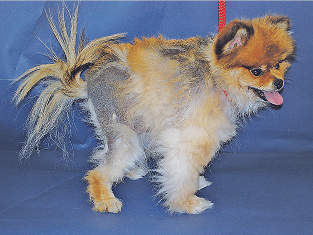 Pomeranian Alopecia
