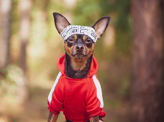 sporty dog: L Dog Names