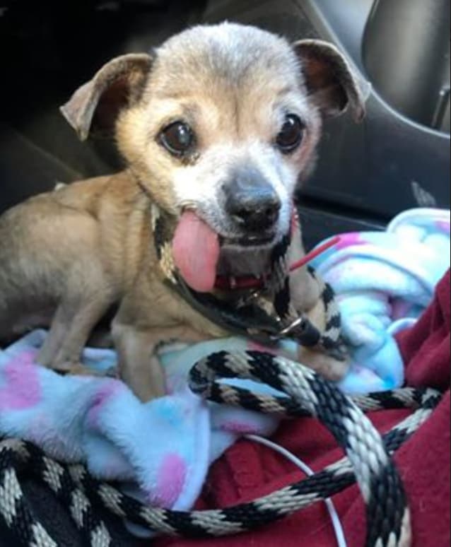 Senior Dog Abandoned At Shelter