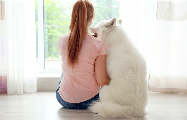 Are Samoyeds Hypoallergenic?