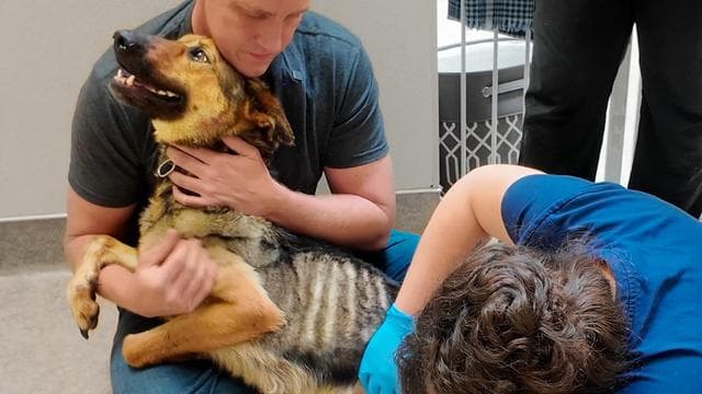 Emergency Pupdate on Macy the Skinny German Shepherd