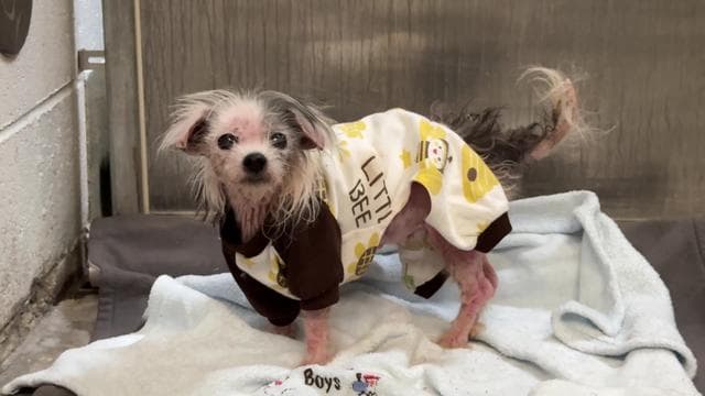 She’s in Pain - Shelter dog Dumped in Box Asks me for Help | Part 1