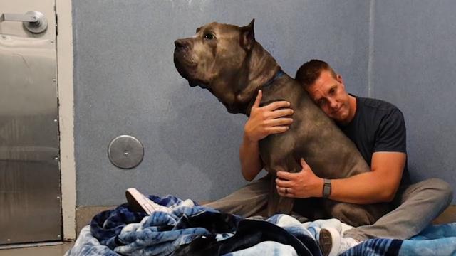 Sitting With Dogs: Logan the giant Cane Corso was returned…