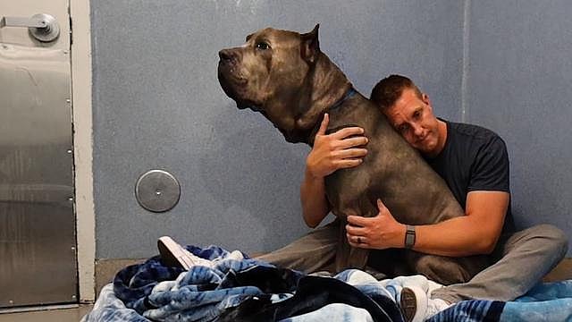 Sitting With Dogs: Logan the giant Cane Corso was returned…