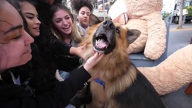 Homeless German Shepherd Sees Snow For First Time After Being Chained Up Entire Life | Dog's Day Out