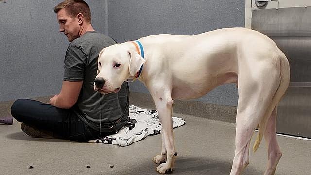 Dogo Argentino won't stop waiting for his family to return until this happens...