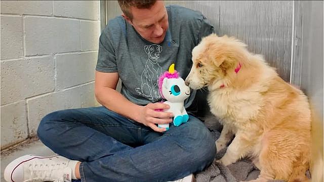 Watch this shelter dog react to her first toy 