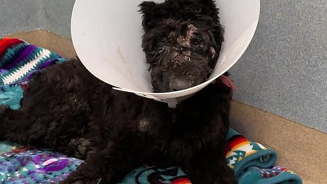 Watch the Moment I Realize I Have to Take Her