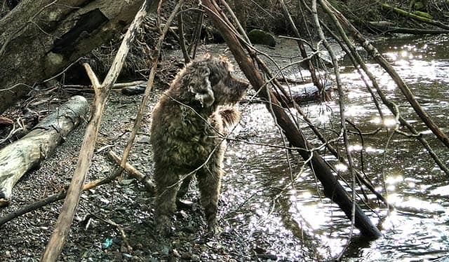 Portuguese Water Dog playing at the bank of a river