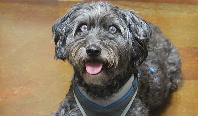dog with glaucoma