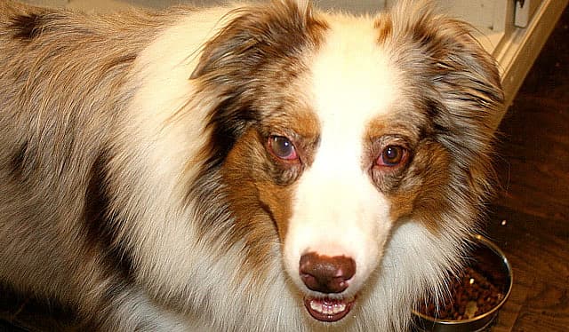 dog with red eyes