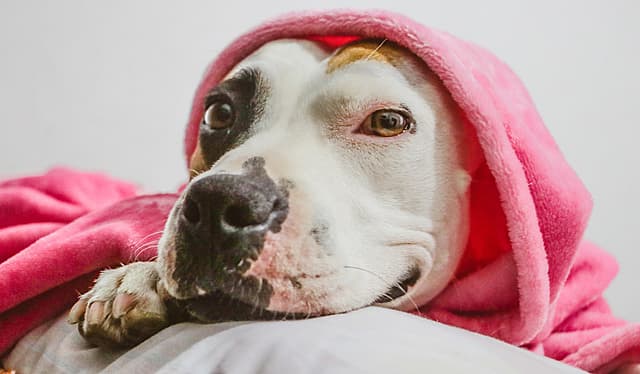 pit bull covered with pink blanket - nanny dog