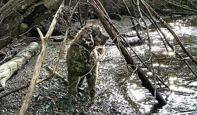 Portuguese Water Dog playing at the bank of a river