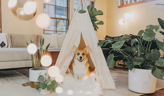 Corgi in a tent