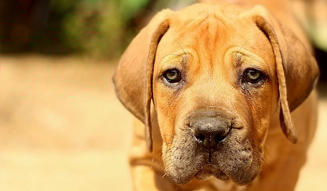 A friendly-looking dog