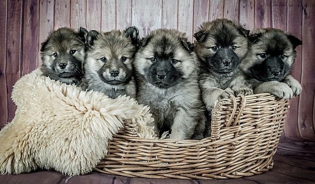 Puppies in a basket