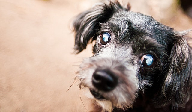 cloudy eyes in dogs
