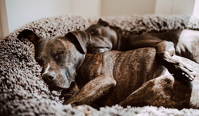 two brown pit bulls sleeping. Nanny Dogs