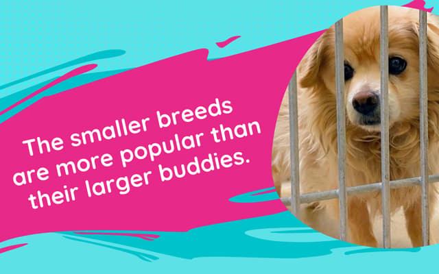 small dogs for adoption