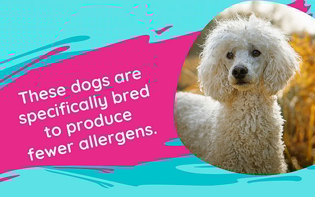 these dogs are specifically bred