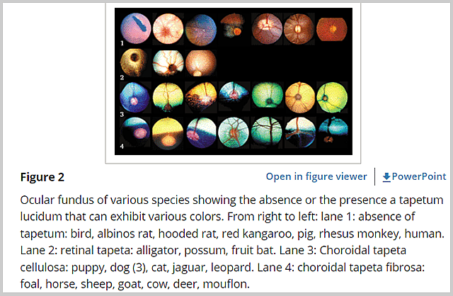 how eyes with or without tapetum look like
