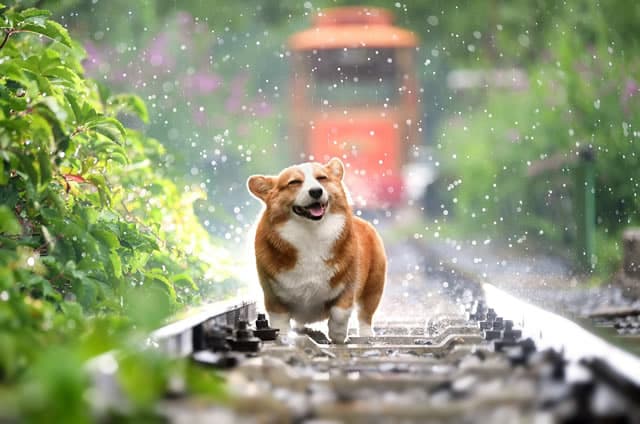 A self-reliant dog enjoying the nice weather