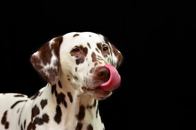Popular Dog Names According to Color