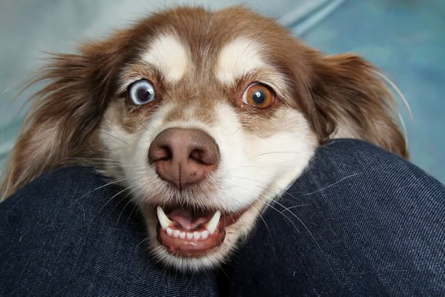 Popular dog names