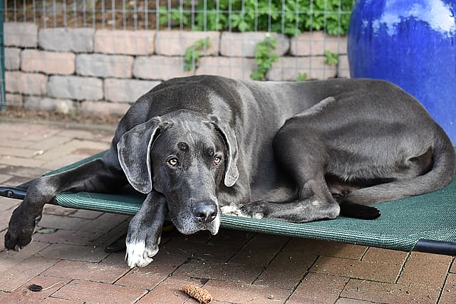 A black Great Dane resting, needy clingy velcro dogs