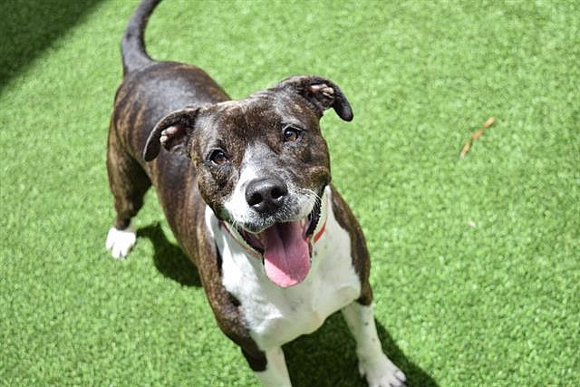 BROOK - Labrador Retriever