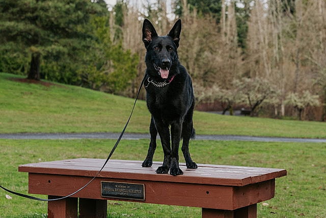 Reese - German Shepherd Dog