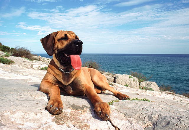 a dog at beach