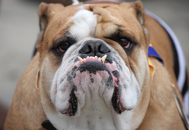 A tough dog showing his scary canines and eyes