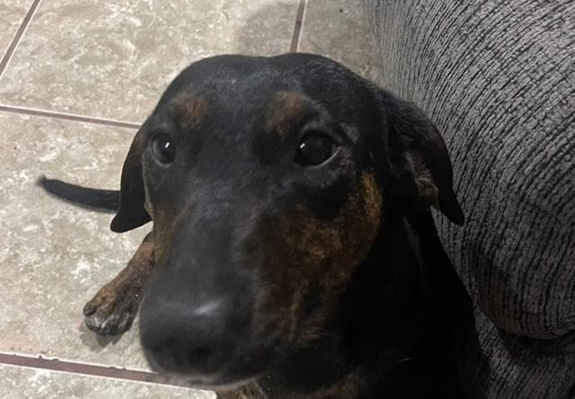 Daisy  -  So Ca - Dachshund